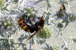 Tabella per la determinazione delle Megascolia italiane